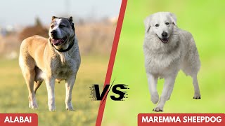 WOLF DISTROYER  ALABAI VS THE MAREMMA SHEEPDOG [upl. by Calie]