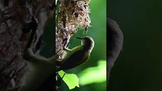 Sunbird  Sunbird building its nest sunbird birds [upl. by Nerraj549]