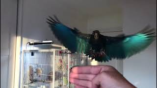 The Beautiful Tula Our Bronze Winged Pionus Parrot Flying And Showing Off Her Beautiful Wings 🦜 [upl. by Elleniad2]