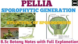 PELLIA  Reproduction  Sporophytic Generation Sporogonium Bsc Botany Notes with ExplanationZBC [upl. by Leifeste]