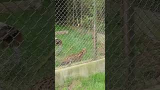 Serval Having A Wonder Around At Howletts Wild Animal Park [upl. by Eegnat185]