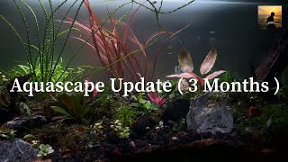 Aquascape Update After 3 Months  Rare Aquascape plants [upl. by Akira]