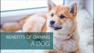 Benefits Of Owning A Dog For Your Mental Health [upl. by Attenod]