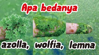 cara budidaya rumput azolla  rumput azolla wolfia dan lemna apa bedanya [upl. by Weslee]