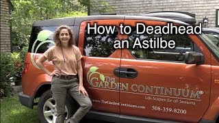 How to Deadhead Astilbe [upl. by Oriole]