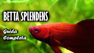 BETTA SPLENDENS  Guida e Scheda Completa [upl. by Floria546]