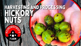 Harvesting Hickory Nuts  Collecting And Processing Shagbark Hickory Nuts [upl. by Capp152]