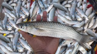 बोइस म्हावऱ्यांन भरली वावरी  खोल समुद्रात म्हावऱ्याचा पाऊस  Mullet Fishing  अचानक भेटला म्हावरा [upl. by Nafis821]