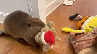 Rescue beaver makes Christmas dam in house [upl. by Riordan]