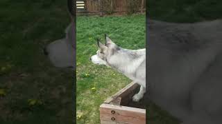 The best Ibby video from 2020 Part 2 The OG dog vs squirrel [upl. by Fuchs768]