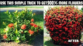 Do This And Get 900 More Flowers On Your Plants100 Success [upl. by Hardman448]