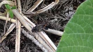 Attempted Mating of Sand Wasps サトジガバチの交尾拒否？ [upl. by Goebel]