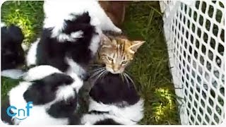 Dog Pile on Cat  When Puppies Attack [upl. by Etnaid72]