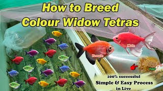 How to Breed Colour Widow Tetras  LIVE AQUARIUM [upl. by Eynobe]