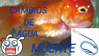 CAMBIOS PARCIALES DE AGUA MUY GRANDES PUEDE SER LA MUERTE DE TUS PECES [upl. by Yrreiht]