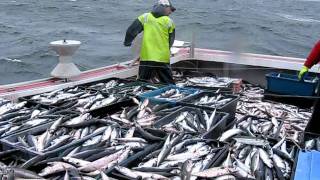 mackerel fishing near Port Hood aboarditsnowornevertunacharters [upl. by Adalheid]