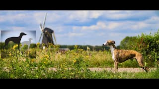 Nederlandse Whippet Club NWC fundag 2024 HD 1080p [upl. by Etteuqaj768]