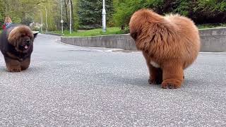 Tibetan mastiff puppies [upl. by Nakashima719]