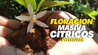 Floración Masiva para tus Cítricos  Abono Potente para tu Limonero [upl. by Eda]