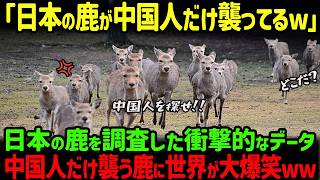 【海外の反応】「鹿が中国人だけ襲ってる？」奈良公園で中国人のマナーが最悪！鹿たちが中国人にだけ攻撃する衝撃に理由とは… [upl. by Pennie]