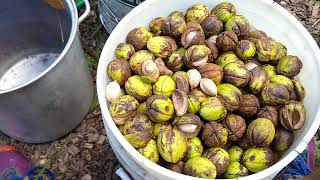 Processing Shagbark Hickory nuts Carya ovata  Hulling Storing Stratifying and Planting Advice [upl. by Bainbridge]