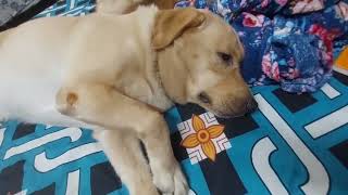 Tiger ko pair me jkham hua 🐕pleasesubscribe labrador youtubevideo dog pets shortvideo [upl. by Netsrek]