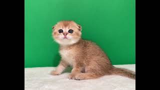 Kitten Asol female ny11 scottish fold for sale chinchillagolden kittensofusa goldenkittens [upl. by Luo]