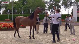 N 48 ALMAHA RC GCAT Valkenswaard 2024 Junior Fillies Section A Class 2A [upl. by Yllehs]