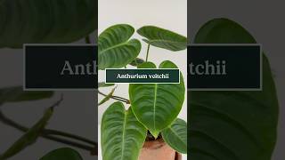 Care tips for Anthurium veitchii the King Anthurium 🪴🤴 shorts plants anthurium soltech [upl. by Kenleigh]