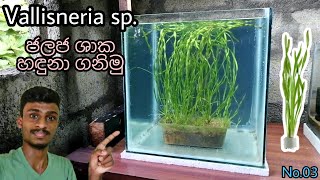 Lets Learn About The Vallisneria sp Plant No03 [upl. by Elbys]