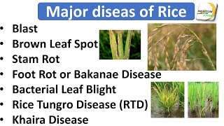 L12  Diseases of Soybean  Plant Pathology  Management of Mosaic Blight  BSc Agriculture  Exam [upl. by Inalak]