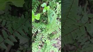 Adiantum medicinalplant nature botanylove botany [upl. by Anelah]