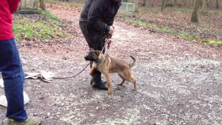 Ibra chiot malinois de 4 mois en pension dressage [upl. by Appilihp]