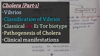 CholeraPart1  Vibrios  Classification of Vibrios  Pathogenesis of cholera  Clinical features [upl. by Alverta]