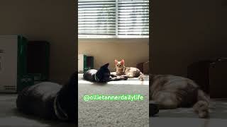 Ollie playing with Tanners tail cat catvideos kitten catlover shorts [upl. by Gnav]