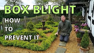 How to Prevent Box Blight on Buxus Sempervirens Boxwood Parterre and Topiary [upl. by Deidre]