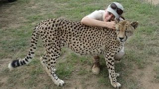 Cuddling 14 years old cheetah [upl. by Sayer]