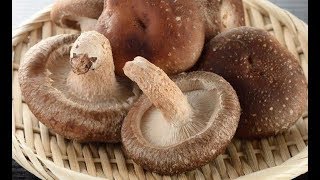 Como produzir cogumelos Shitake [upl. by Georgette]