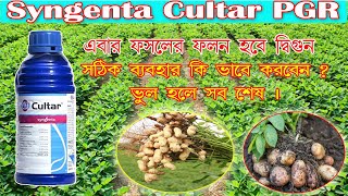 Syngenta cultar II paclobutrazol 23Sc বাম্পার ফলন পেতে কখন কিভাবে কি পরিমান ব্যবহার করবেন।pgr [upl. by Moreno426]