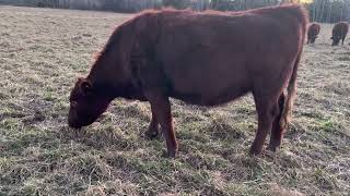 Why we like Red Poll Cattle [upl. by Owens]