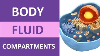 Body Fluid Compartments Intracellular Extracellular Interstitial Plasma Transcellular [upl. by Keryt]