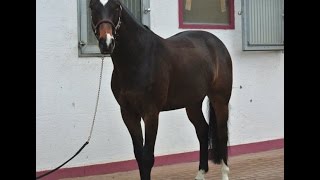 wwwsporthorsesonlinecom 2010 Oldenburg jumper gelding 125 cm level [upl. by Adaran]