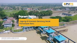 Panen Raya Jagung di Kawasan Bendung Gerak Pamarayan Baru [upl. by Zia]