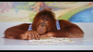 Animalias Orangutan Rambo is a keen puzzler [upl. by Shanly]