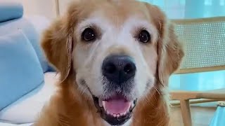 🐕टोबो एक समझदार Dog Full Episode  Jj fact story Tobo  Dog Video cute dog [upl. by Yc]