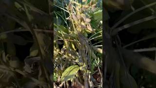 Black bean harvest farming [upl. by Lammond219]