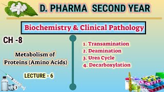 Protein metabolism  CH8  L6  Biochemistry Amino acid metabolism  DPharm second year [upl. by Aneis519]