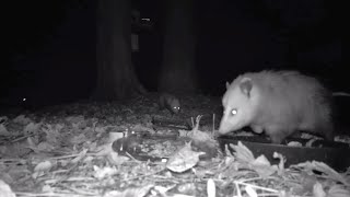 Two Opossums on Meidase Camera Test [upl. by Annalla]