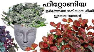 ഫിറ്റോണിയ ഇങ്ങനെ വളർത്തിനോക്ക് fittonia plant care in malayalam  fittonia plant care 2024 [upl. by Zacherie]