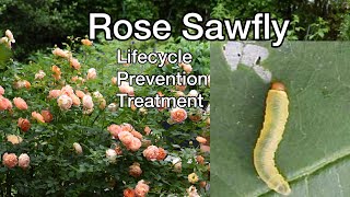 How to treat rose sawfly infestation Helpful TIPS [upl. by Wendel]